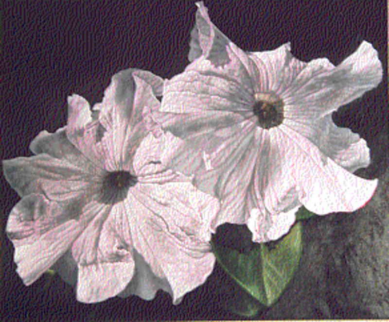 Afternoon petunias