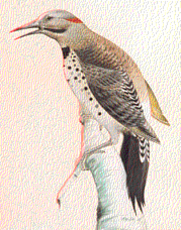 Untitled (Woodpecker)