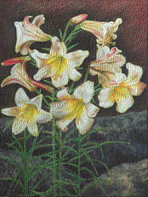 Trumpet lilies