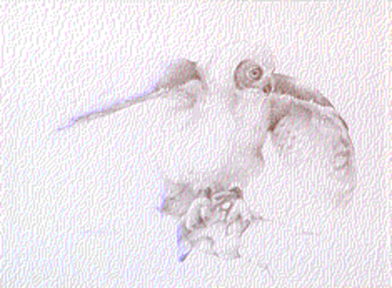 White owl