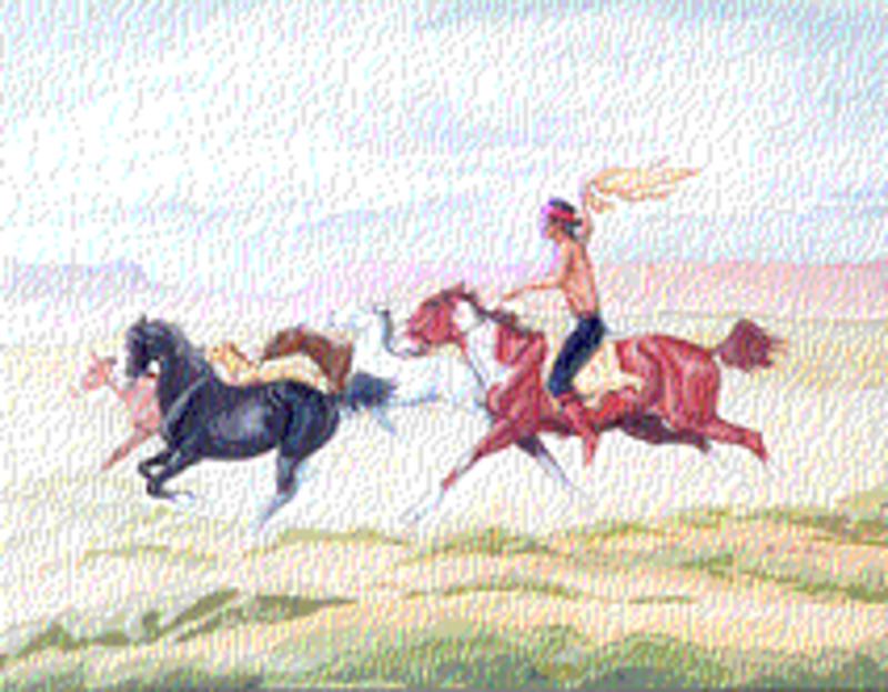 Rounding up the wild horses