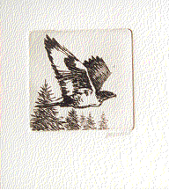 Untitled (Hawk in flight)