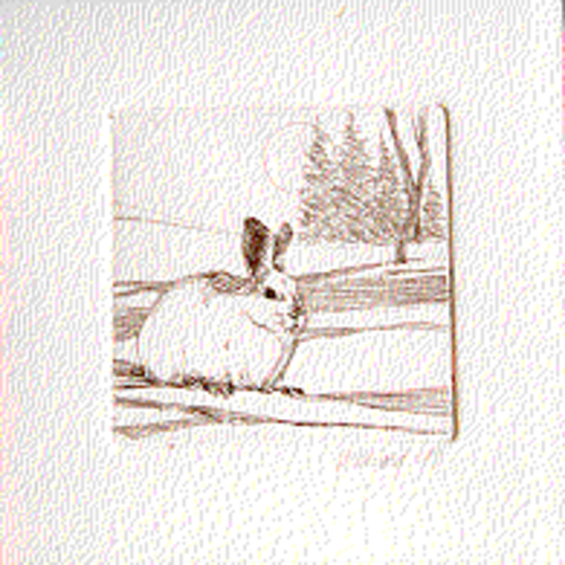 Untitled (Snowshoe rabbit)