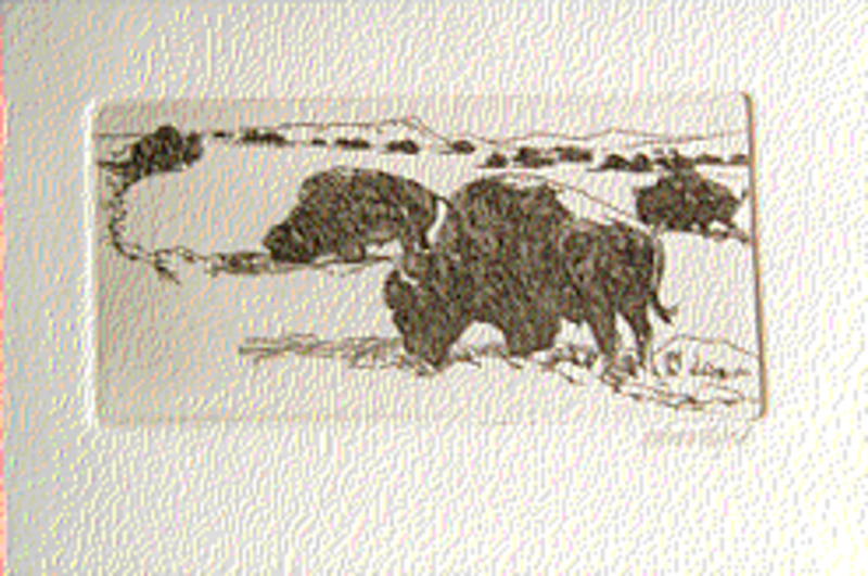 Untitled (Grazing buffalo)